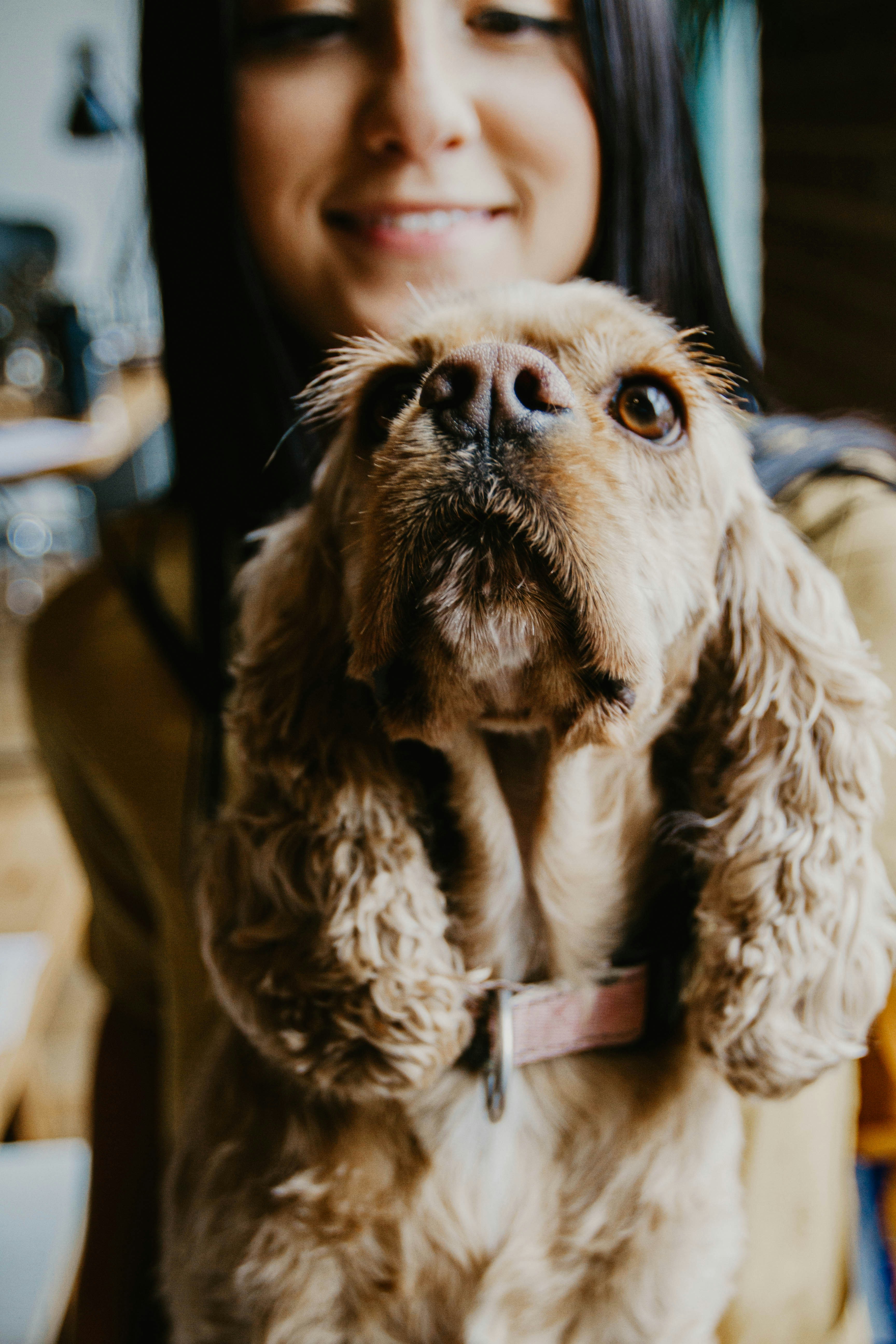 medium-coated tan dog