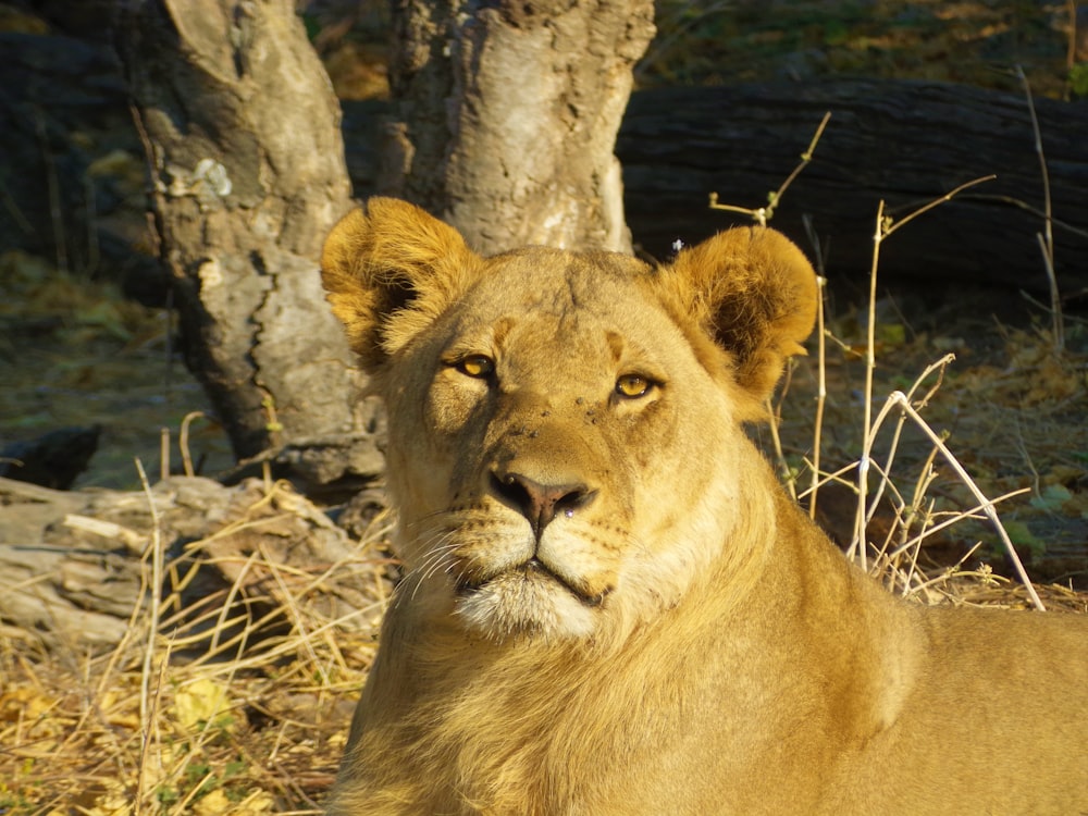 brown lion close-up photography