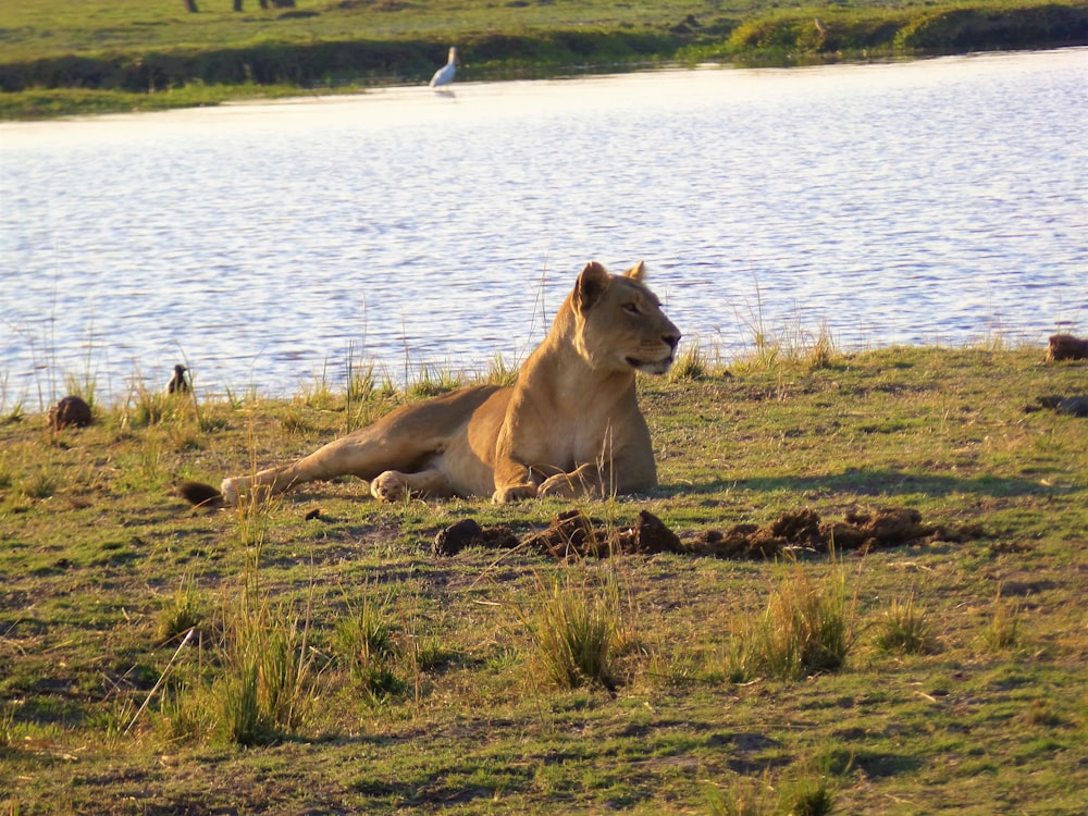 brown lioness near body of water