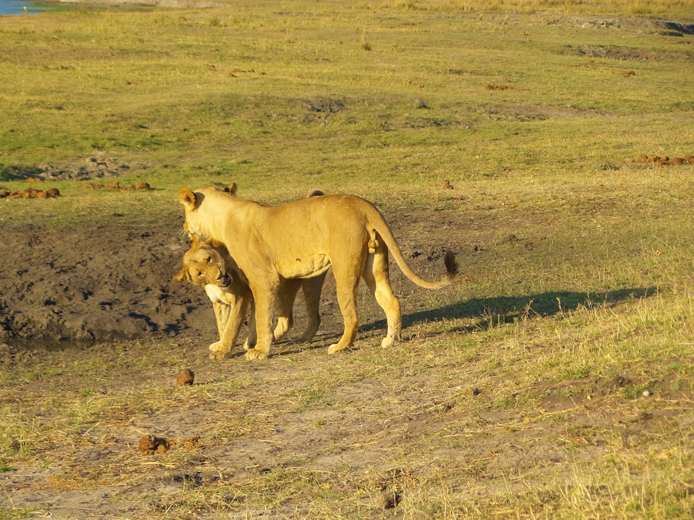 two brown lions