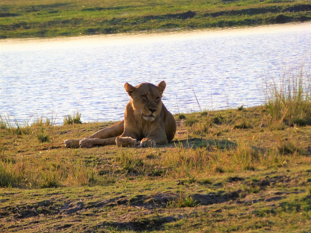 brown lioness lying on ground beside body of water during daytime