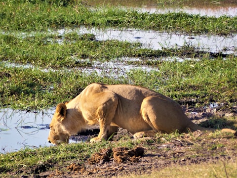 Close-up of a lioness drinking from a pristine waterhole.