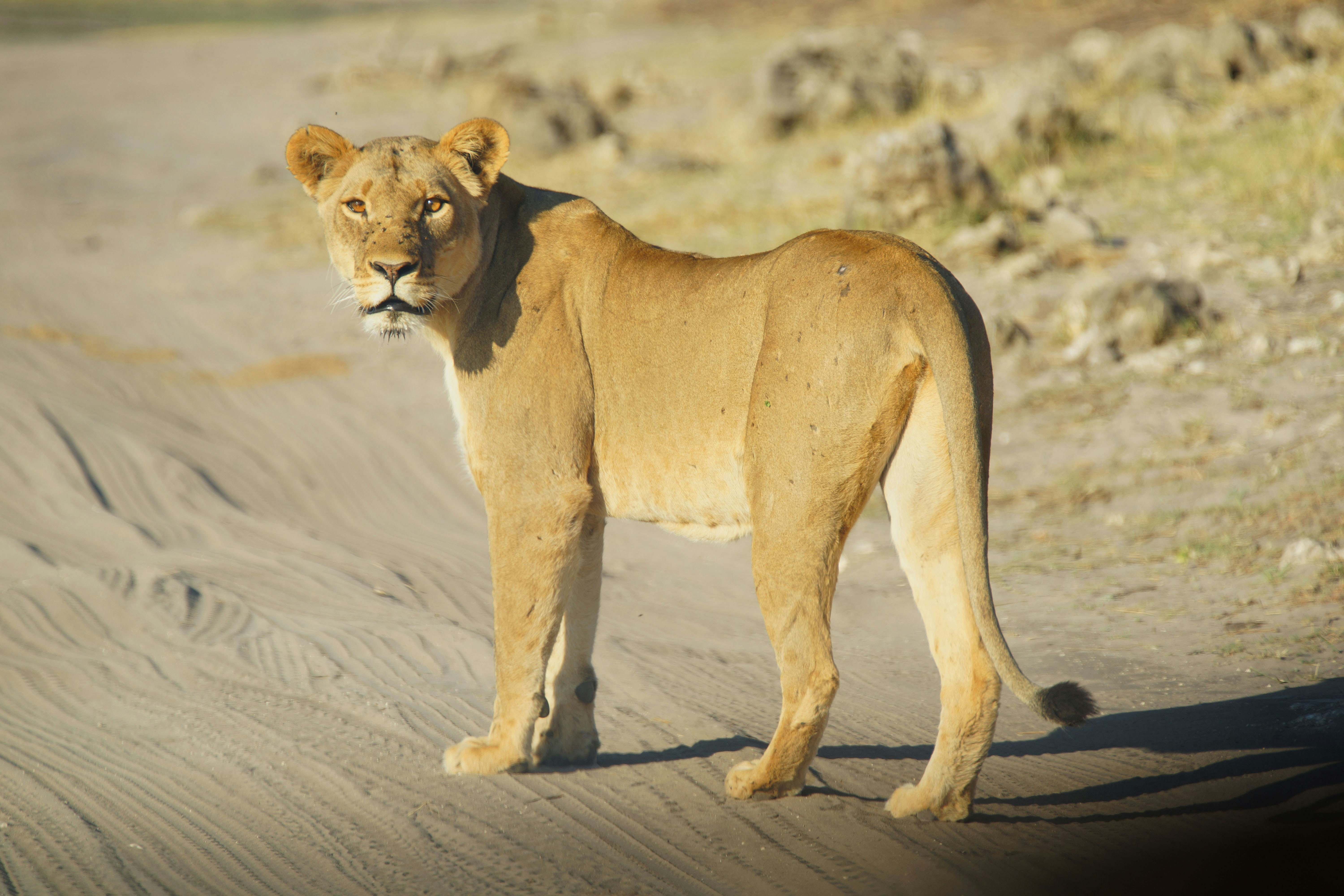 brown lioness in dirt road botswana teams background