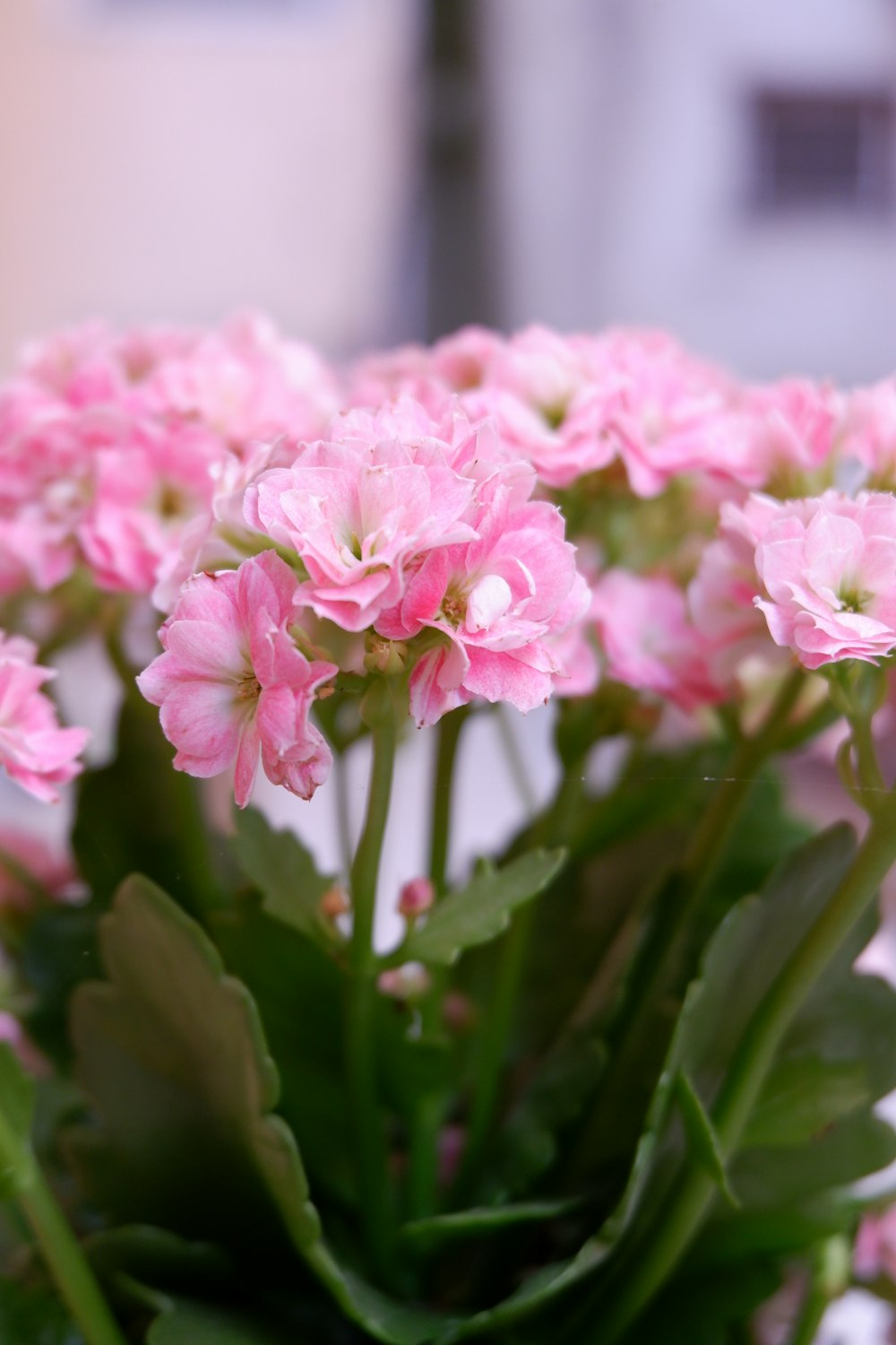 pink-petaled flowers