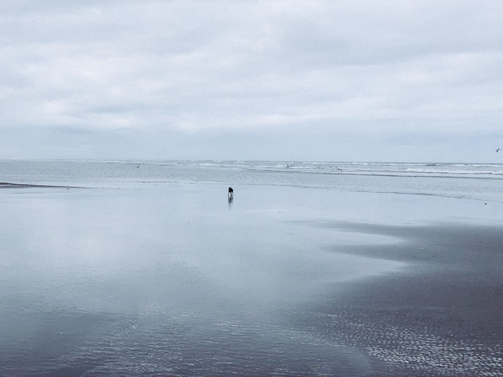 a lone person standing on a beach near the ocean