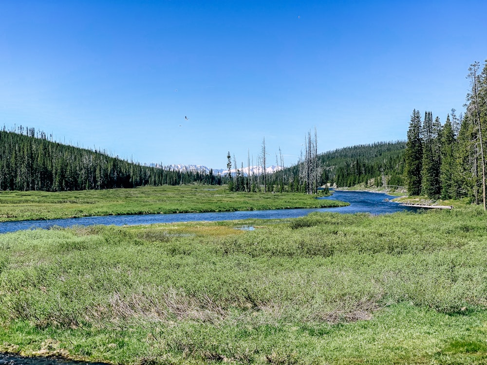 green grass fields in both sides of creek