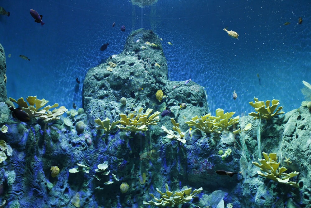 yellow plants clinging on rock underwater
