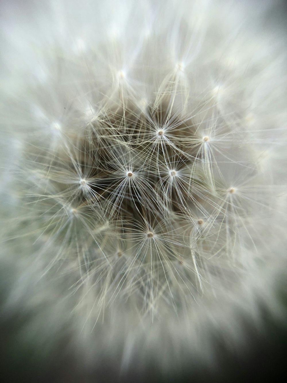 white dandelion on selective focus photography