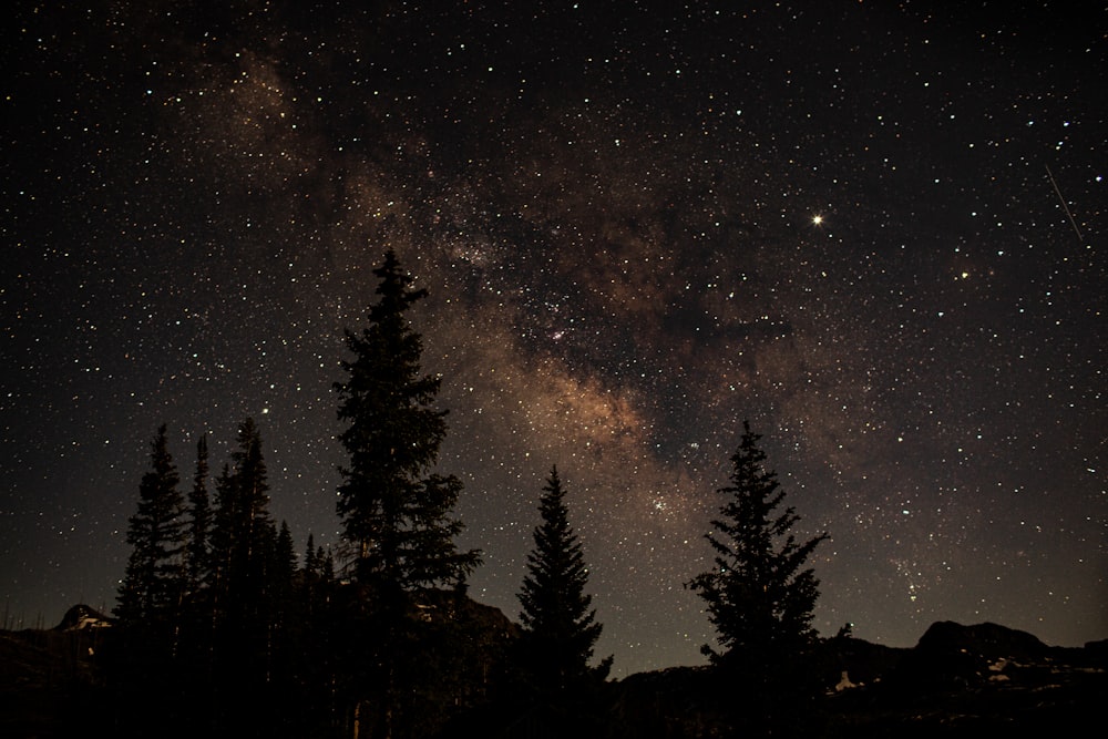 silhouette of pine trees and brown milky way