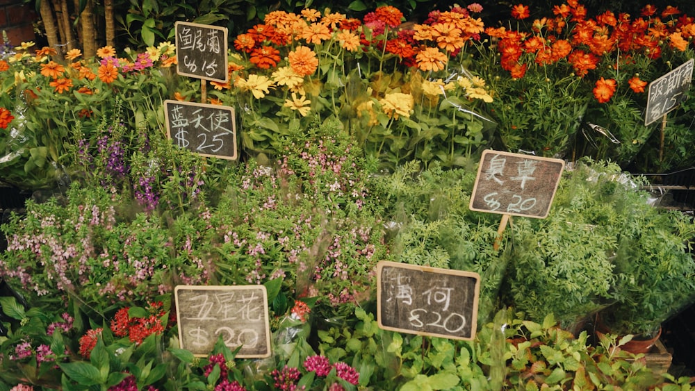 assorted-color flowers