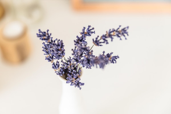 Lavender Essential Oil