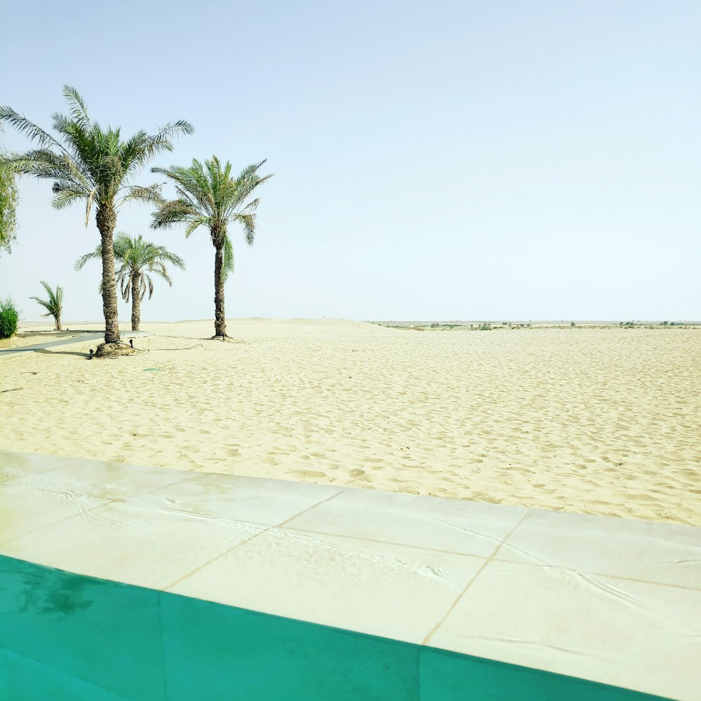 green palm trees on desert under clear blue sky