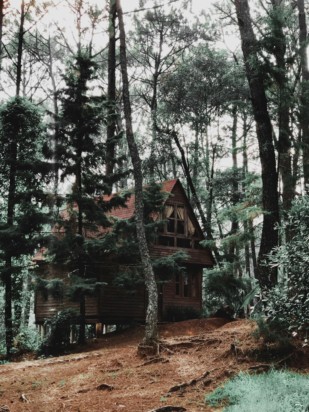 Maison en bois marron au milieu de la forêt