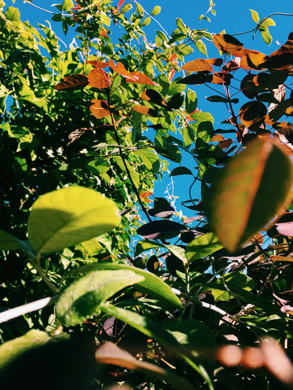 Fotografía de primer plano de plantas de hoja verde