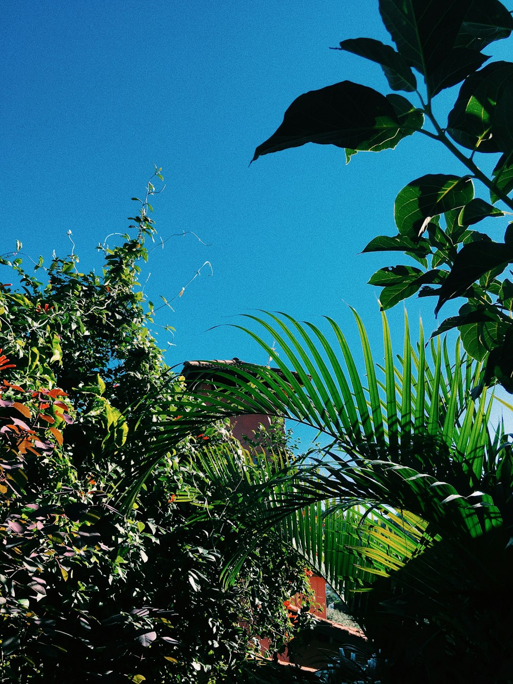 Vista de las hojas de los árboles