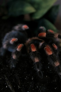 black and red tarantula