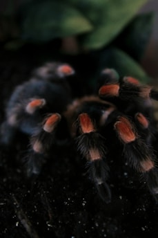 black and red tarantula