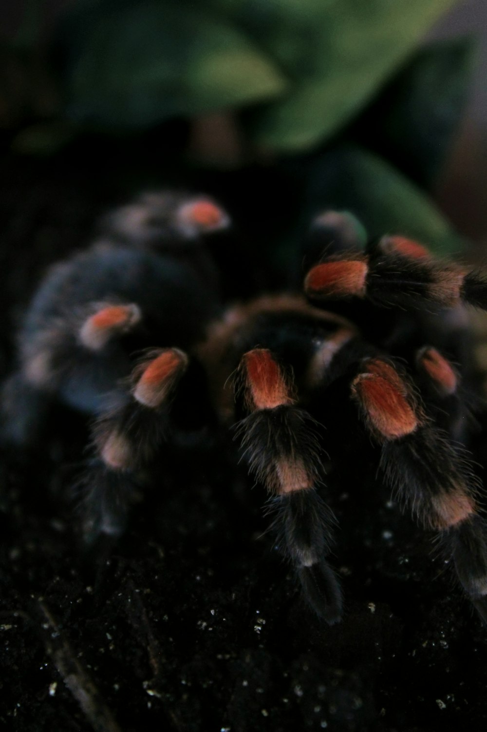 black and red tarantula
