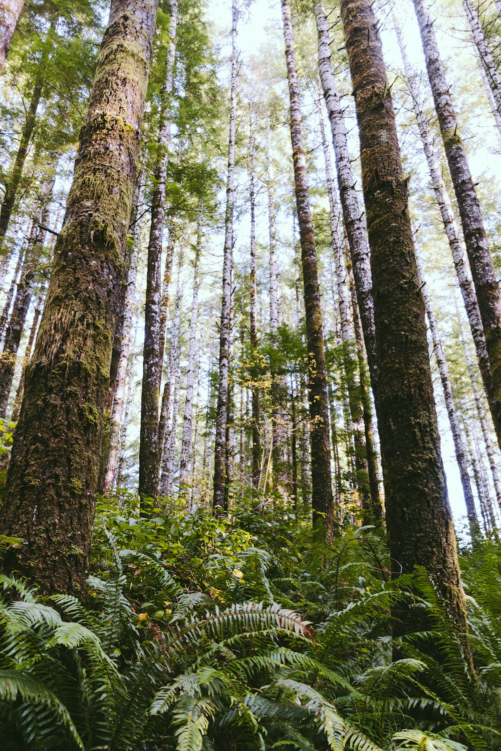 green fern