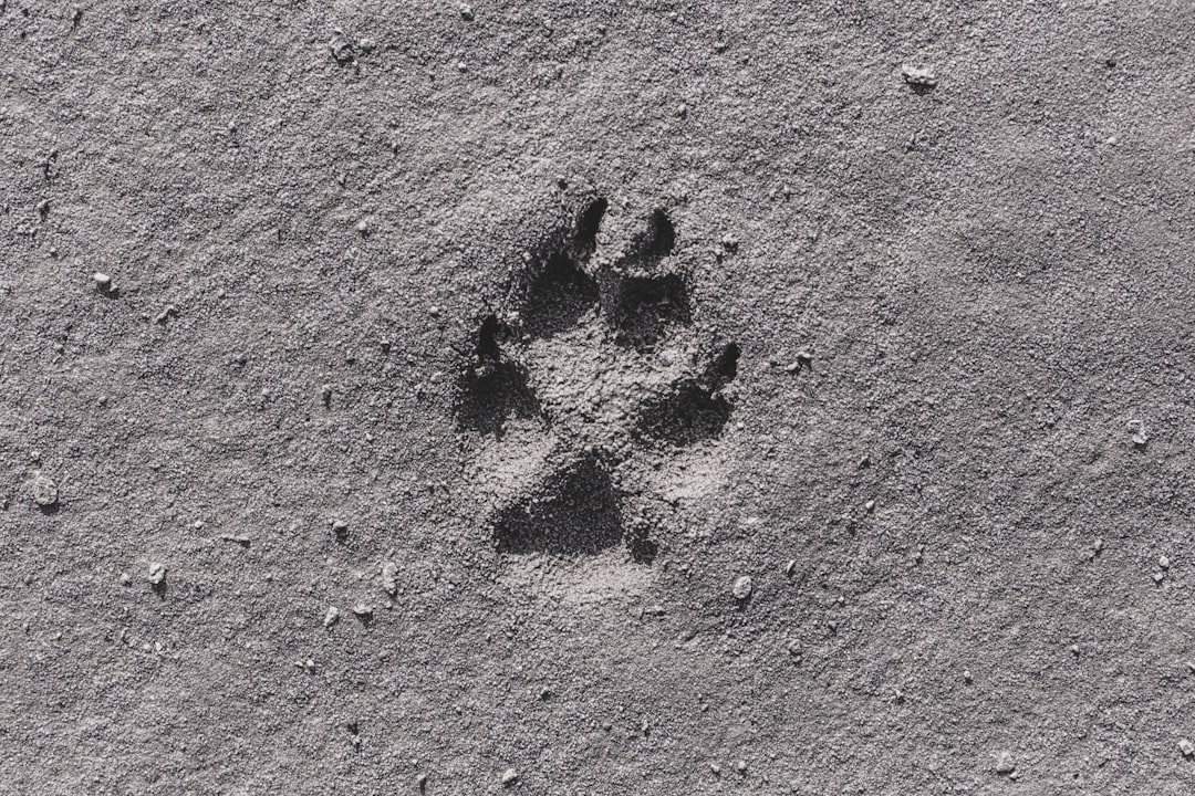 animal footprint on
