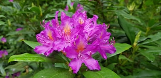 Close-up of vibrant rhododendron flowers blooming in the Kedarnath wildlife sanctuary.