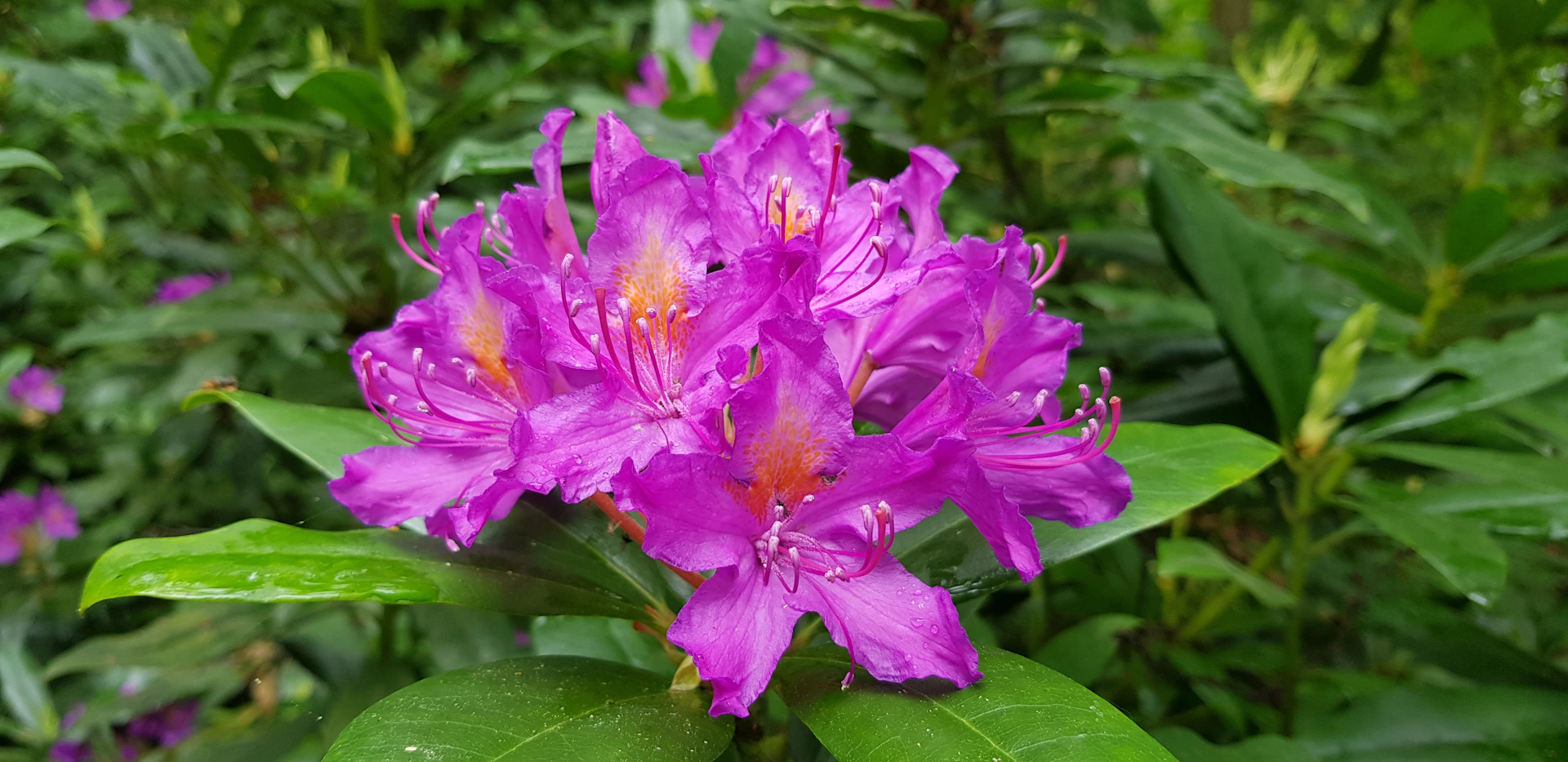 A vibrant close-up of rhododendron flowers blooming near the villa, with butterflies fluttering around.