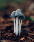 selective focus photography of gray and white mushrooms