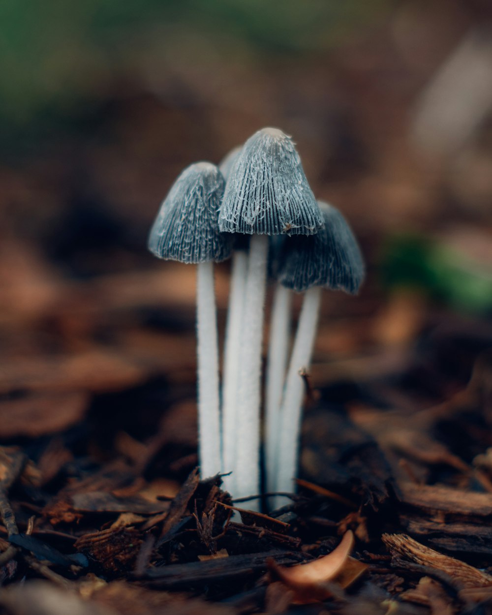 회색 버섯과 흰색 버섯의 선택적 초점 사진