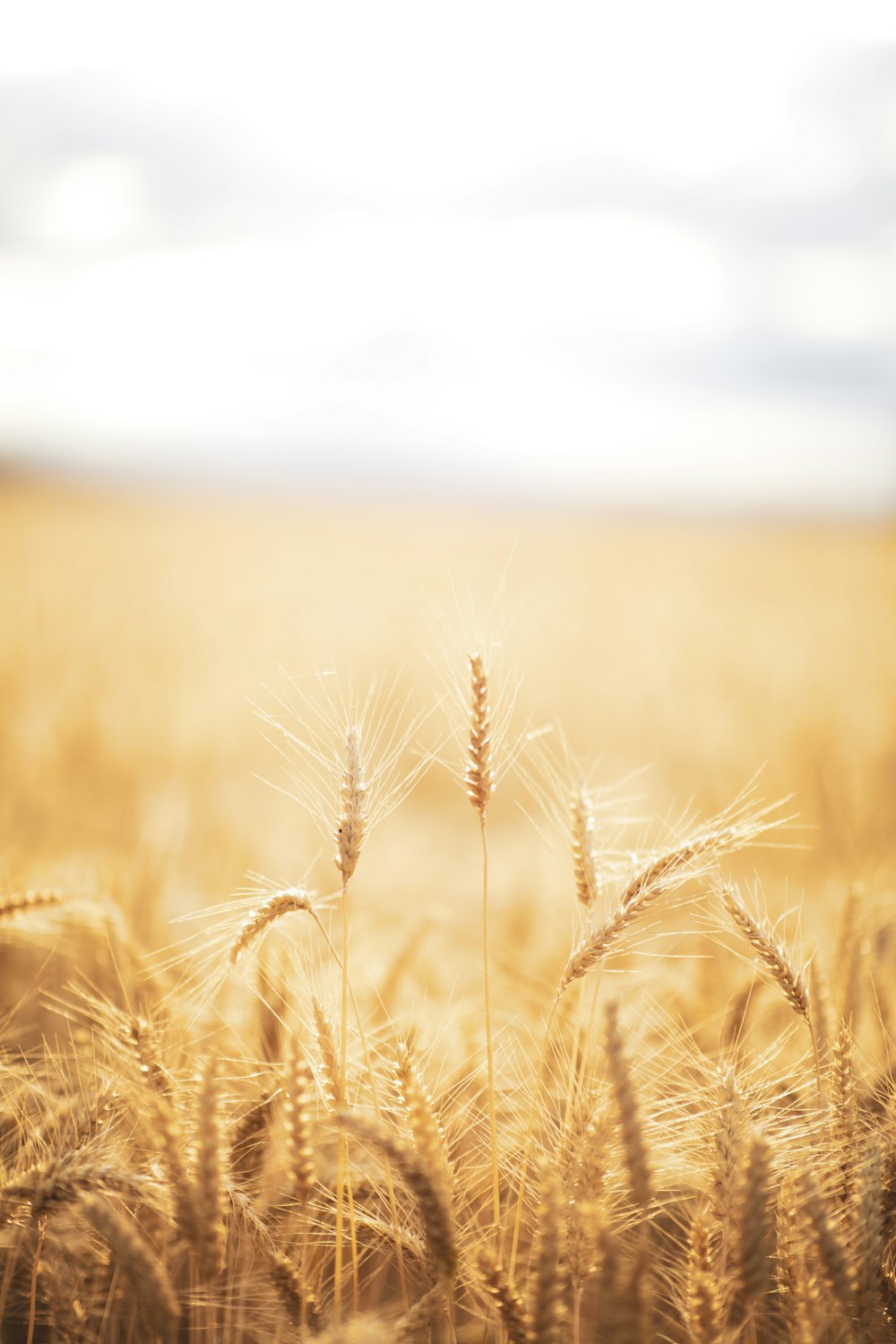 brown grasses