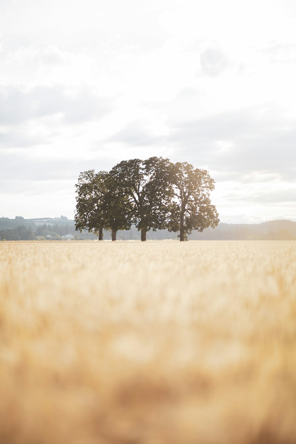 brown grass field