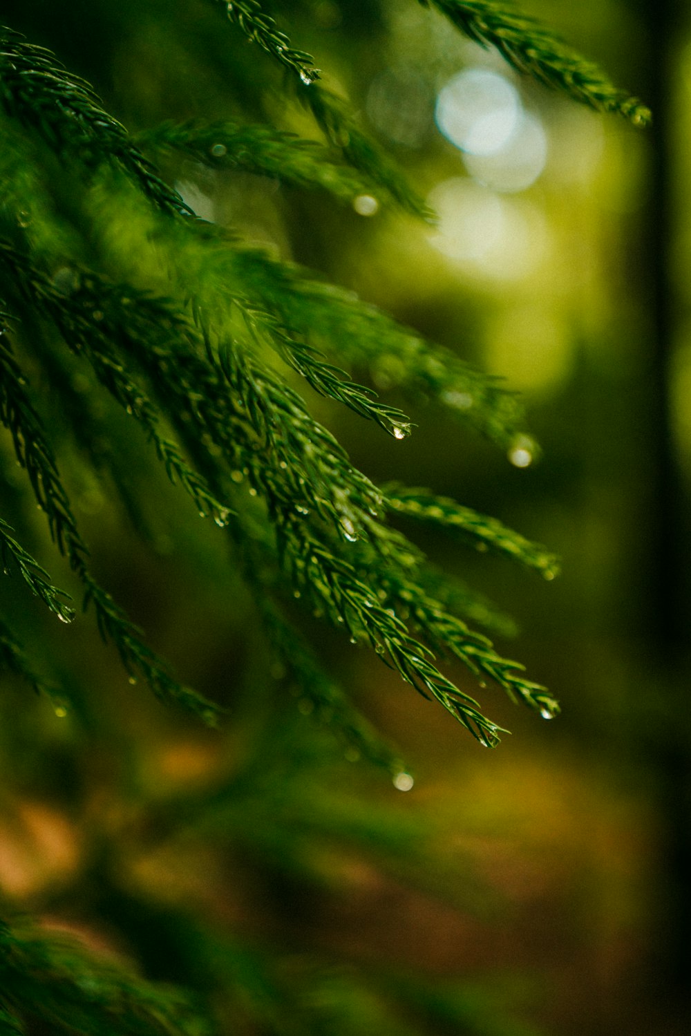 water dews on pine leaves