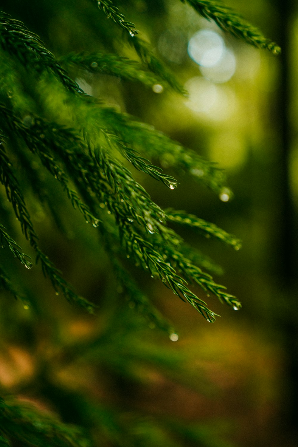 rugiada d'acqua sulle foglie di pino