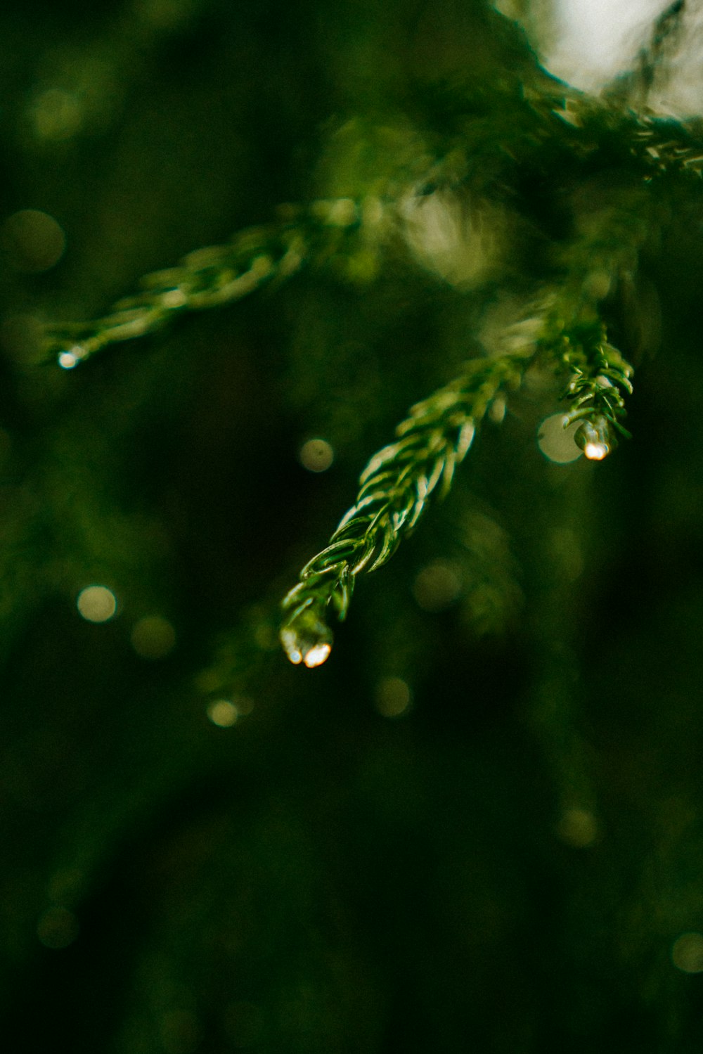 green pine leaves