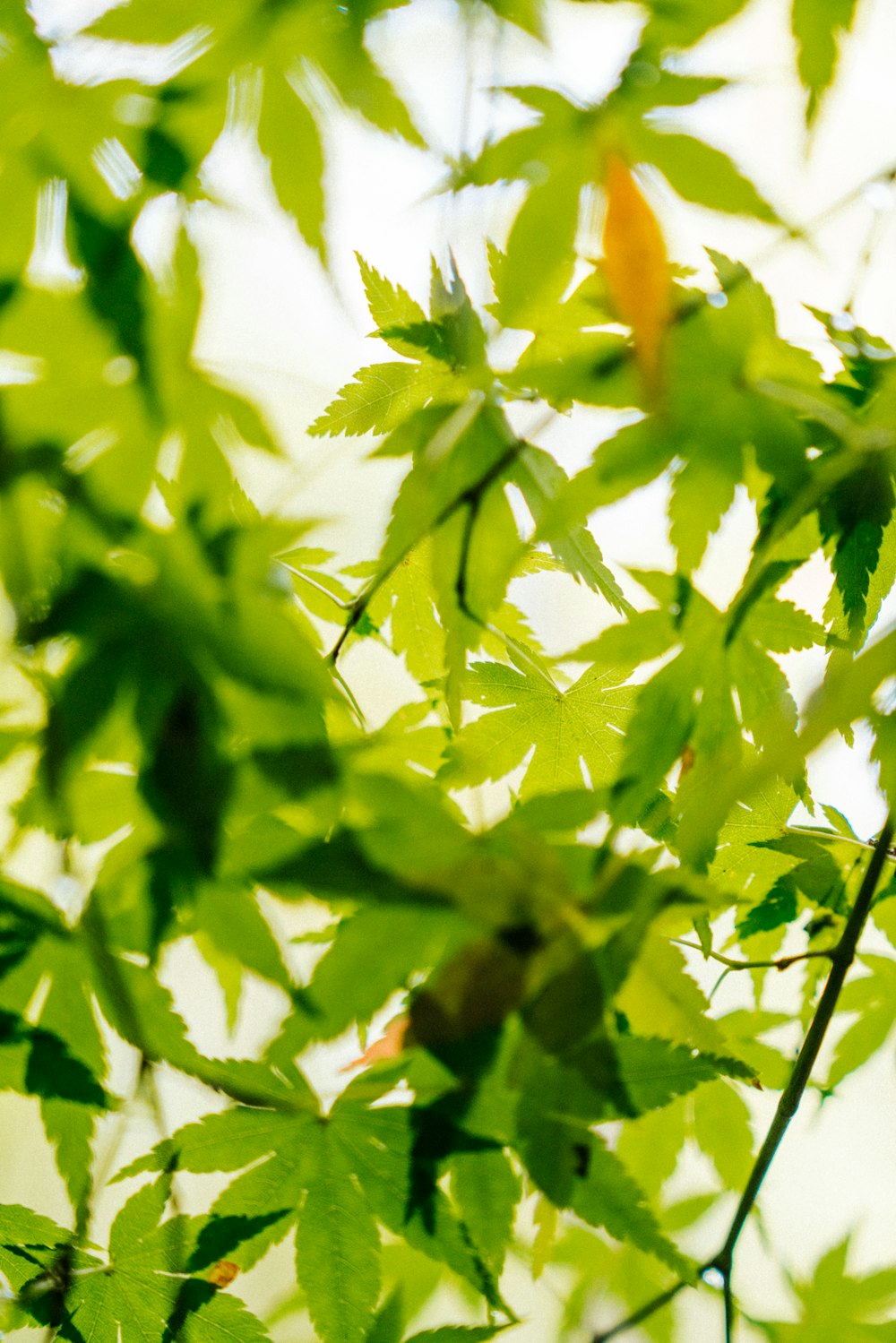 white plant leaves