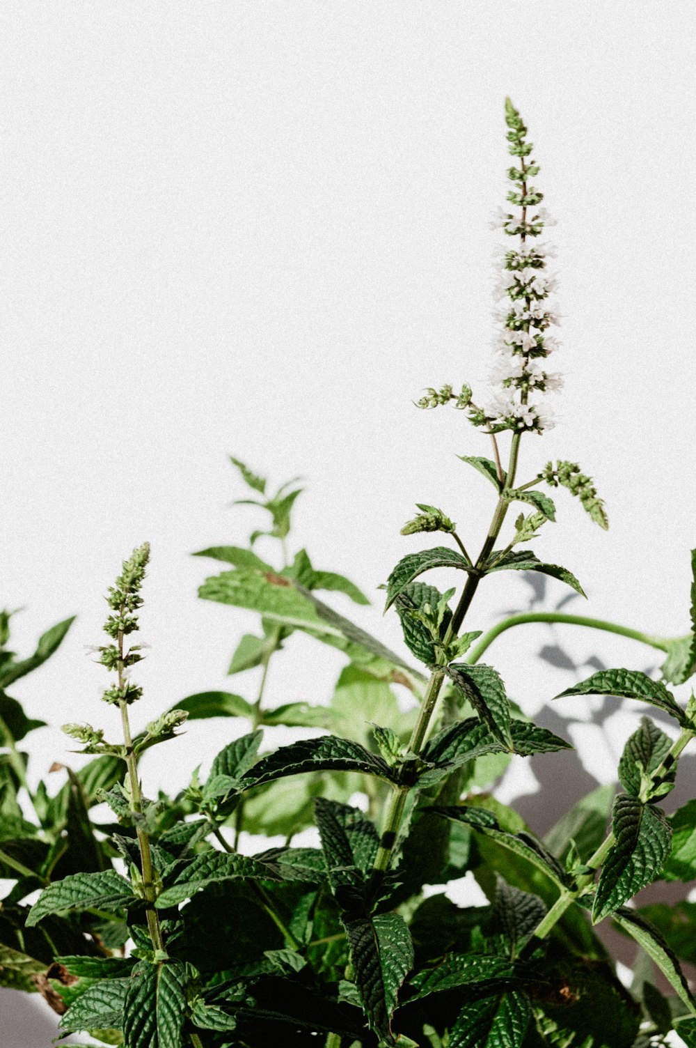 white-petaled flower