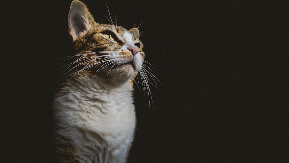 short-fur white and brown cat close-up photography