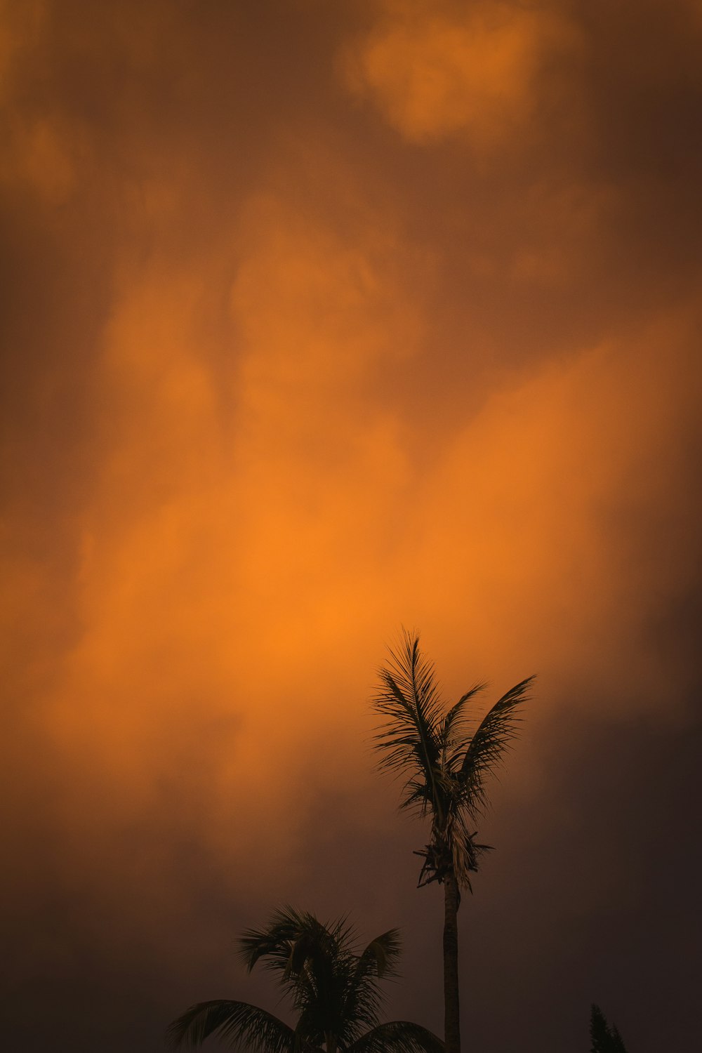 a couple of palm trees under a cloudy sky