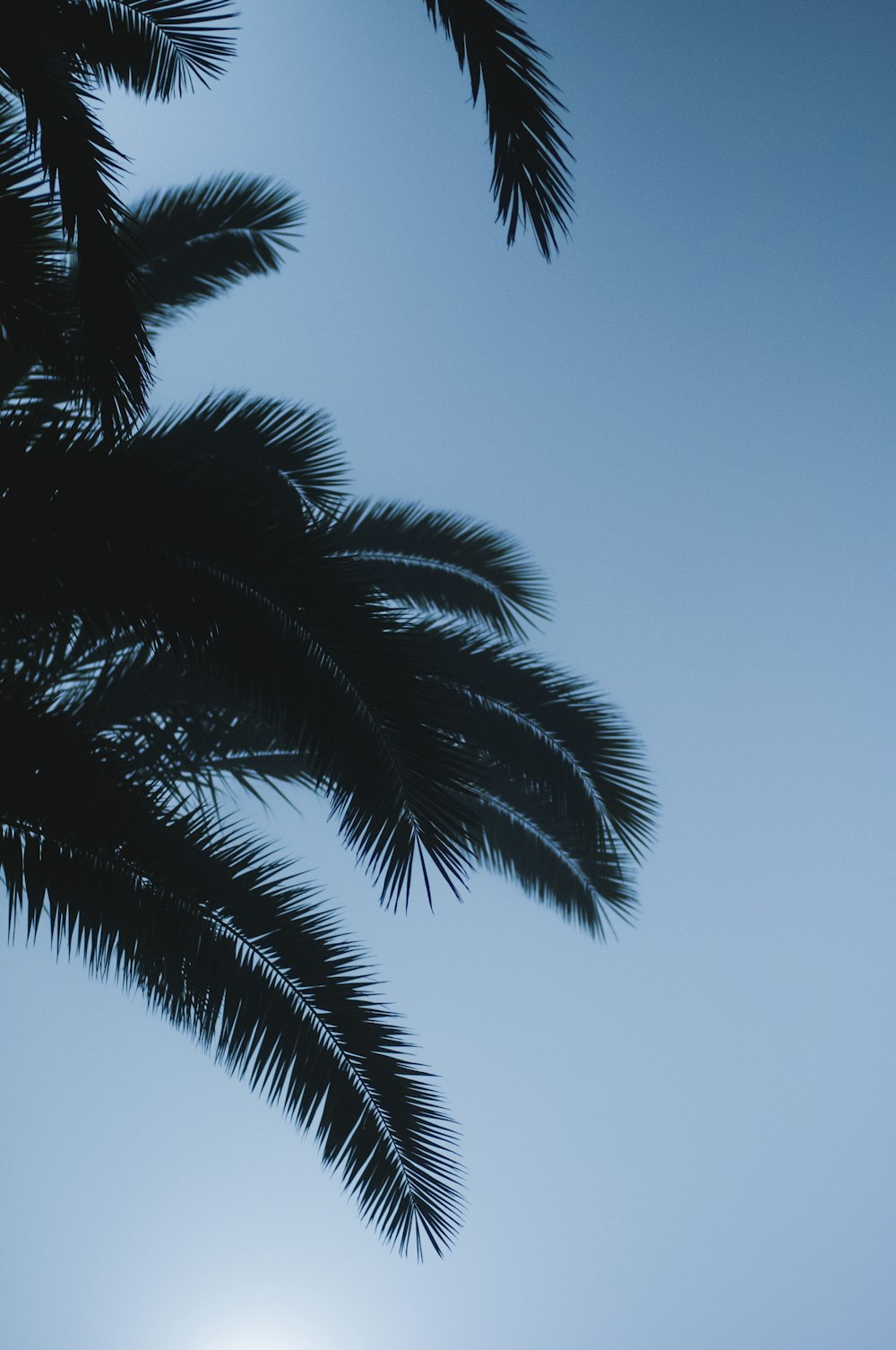 a palm tree with the sun in the background