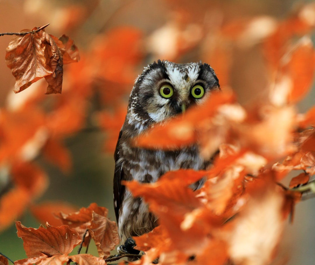 gray and white owl