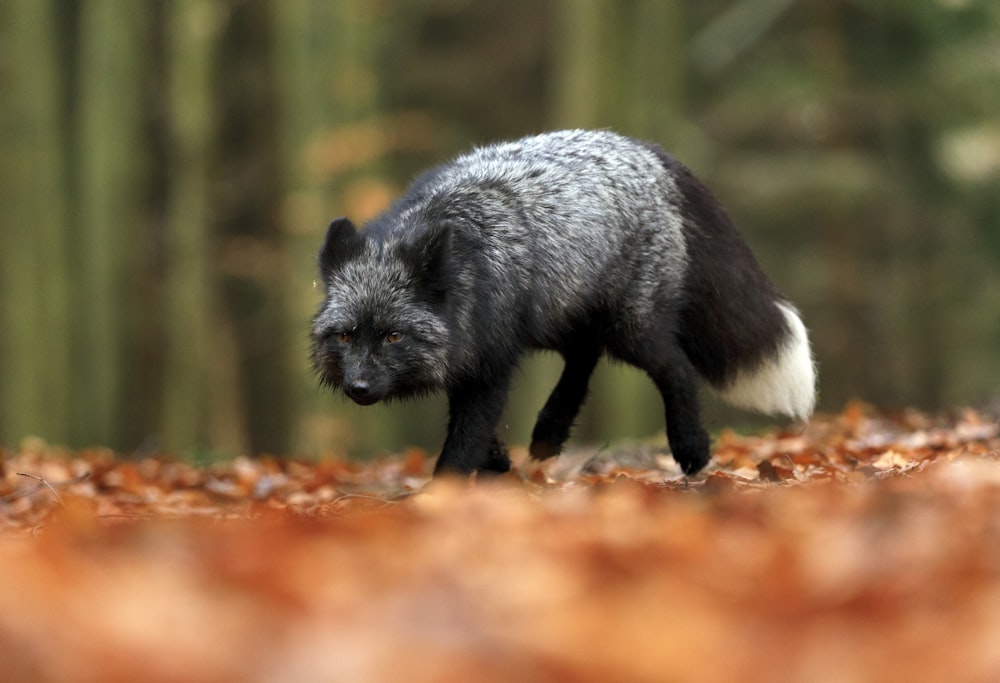 black fox