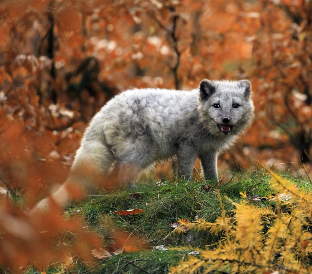 gray animal near trees