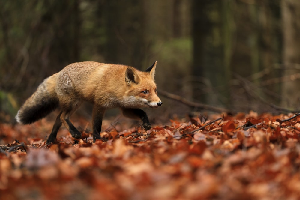 brown fox walking on dried leaves