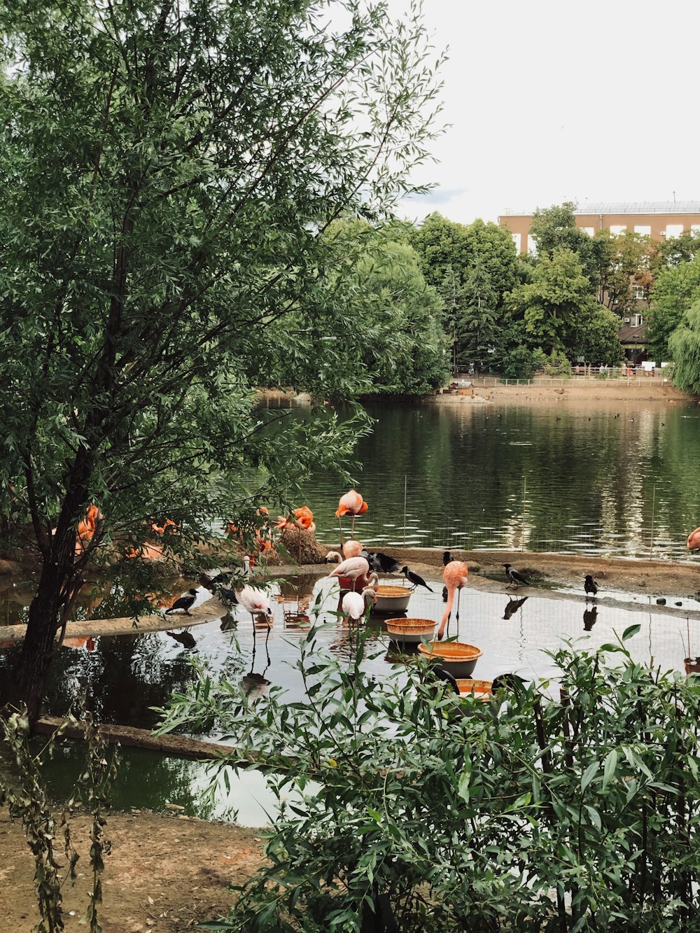 orange and white flamingo bird