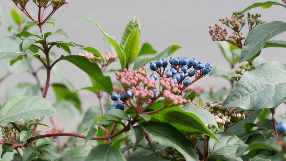 round blue and red petaled flowers