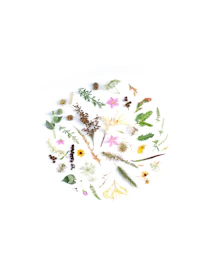 assorted-color flowers