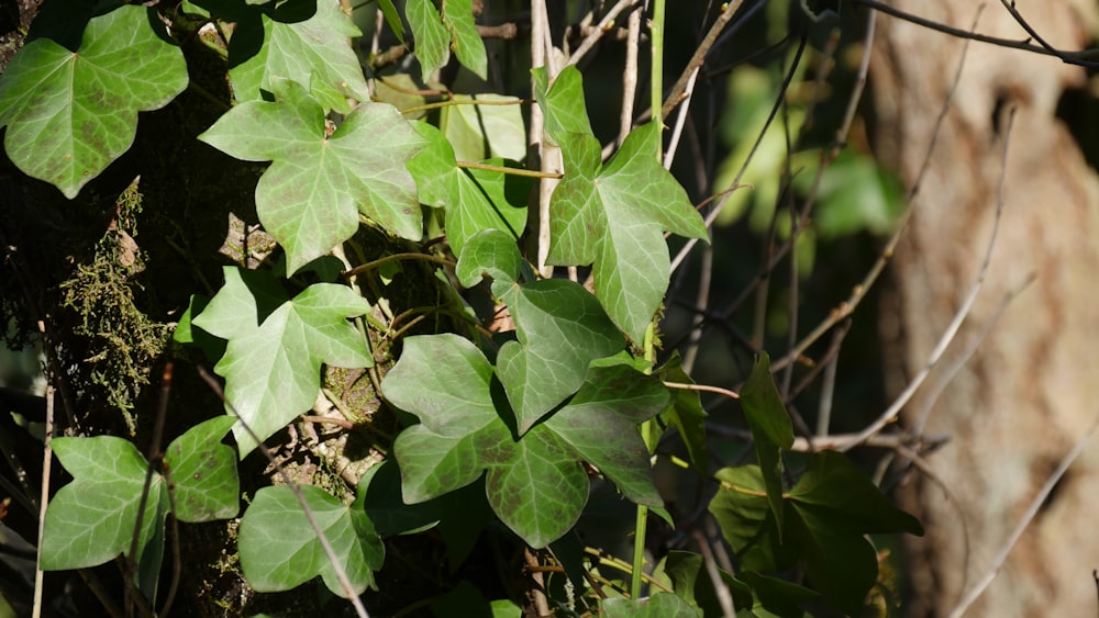 green-leafed plants