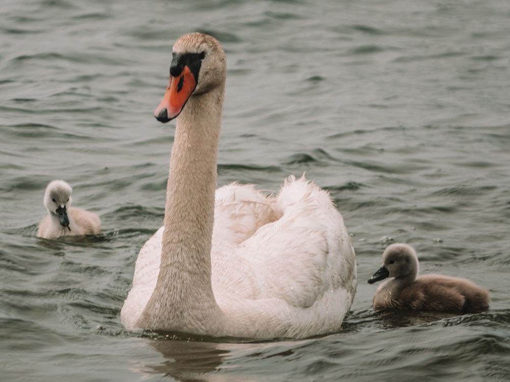 white duck