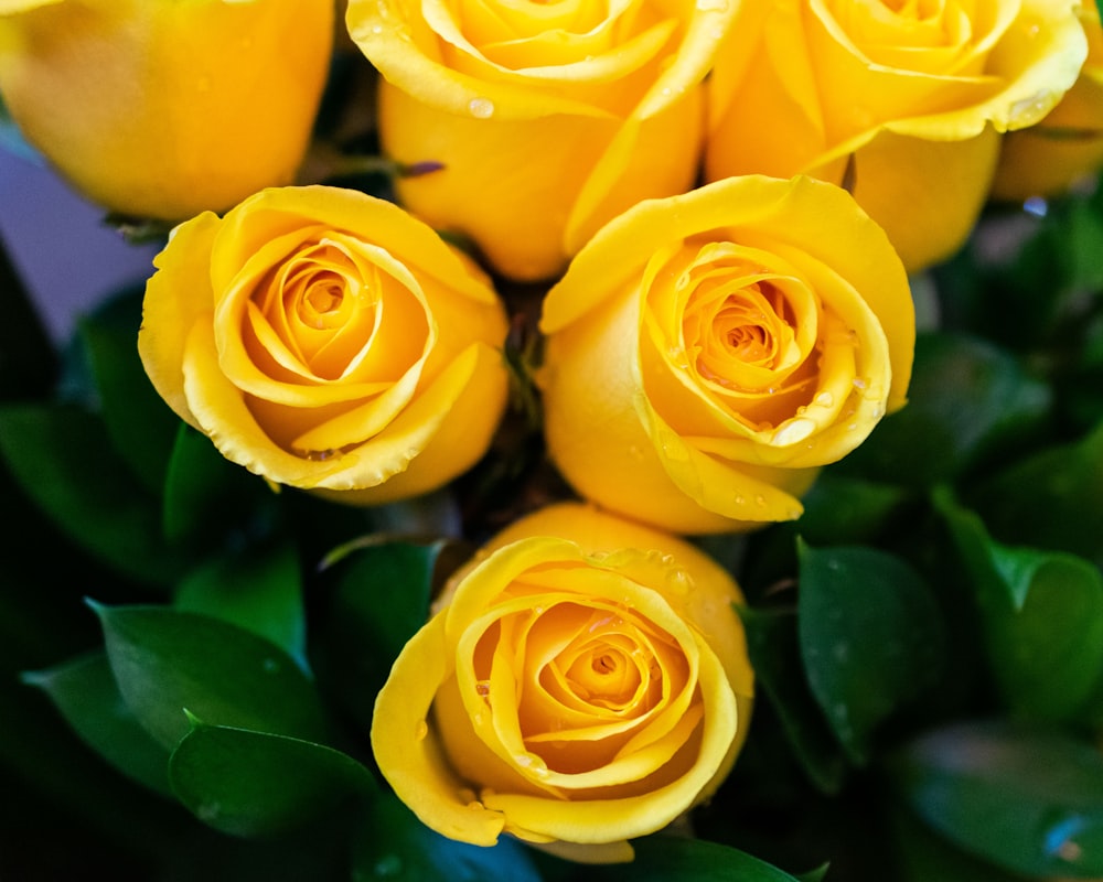 selective focus photography of yellow flower