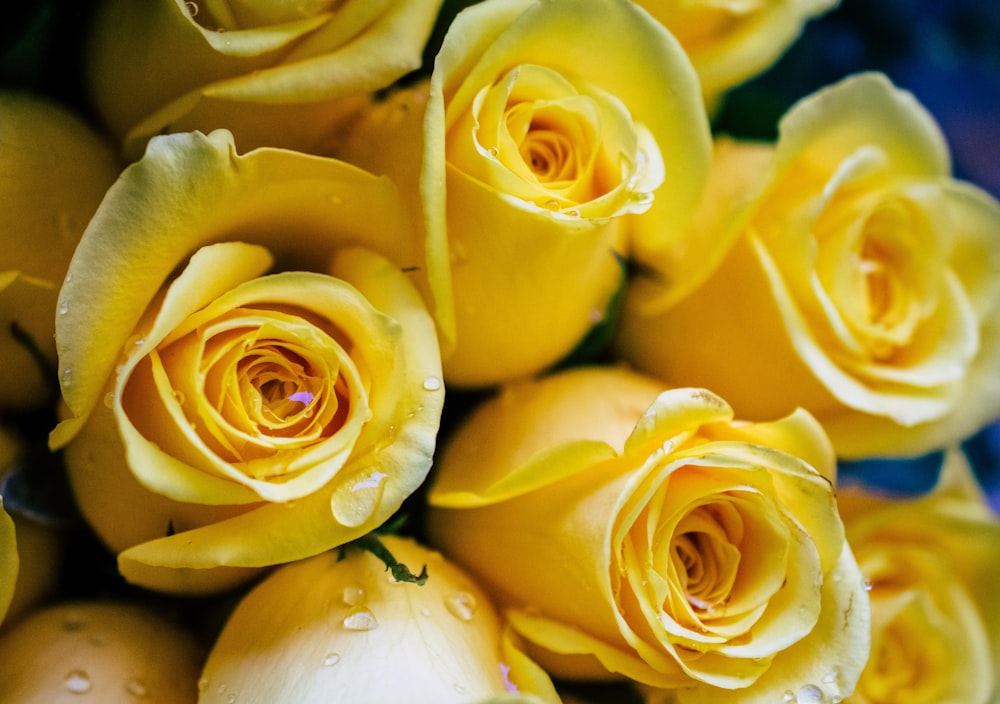 노란 꽃의 얕은 초점 사진