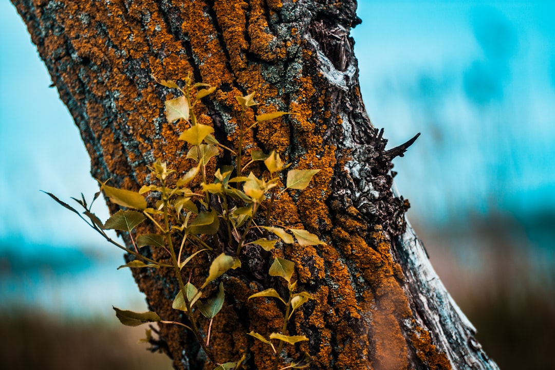 green leaf plant